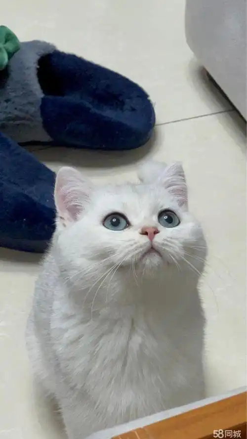 英短银渐层 极品银渐层 宠物猫