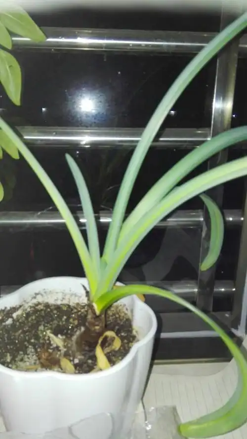 彼岸花的叶子有没有毒,是叶子!