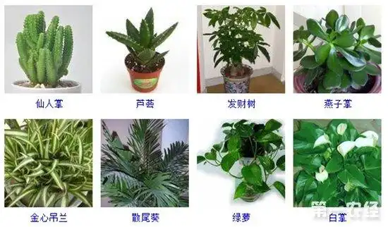 盆栽植物图片及名称