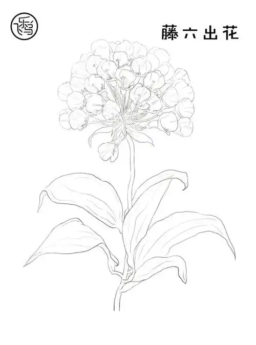 20张植物线稿素材 | 新手必备的练手小秘籍!