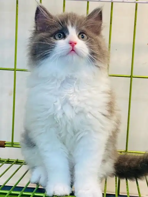 重庆宠物店精品长毛蓝白质保一个月