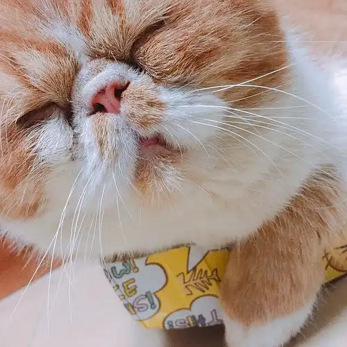 再放几张大扁脸的萌图(ì _ í)