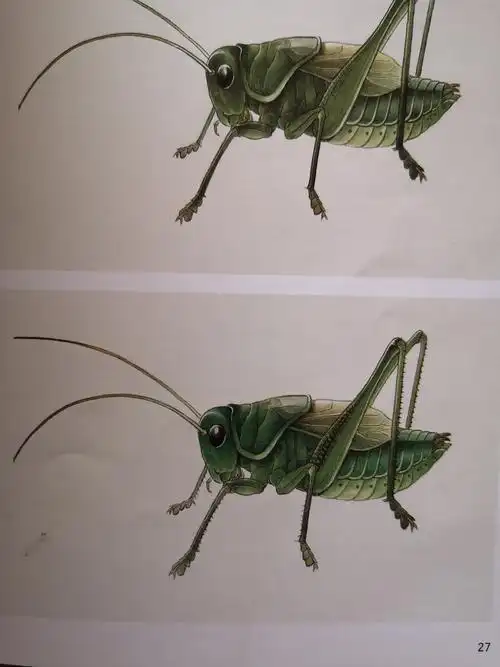 工笔草虫 王永才