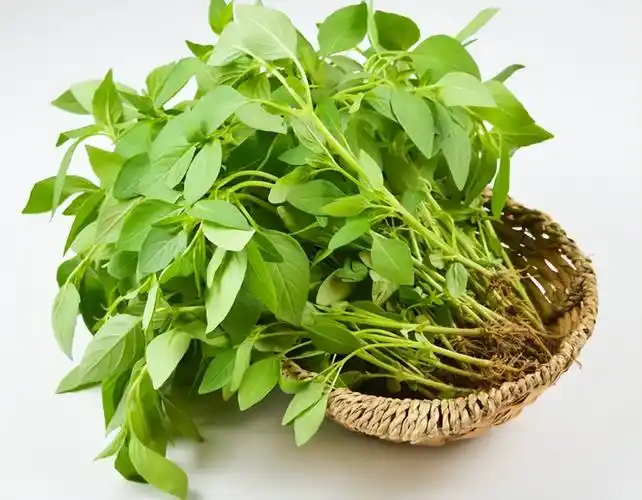 说起荆芥,最懂它的可能就是河南人了.