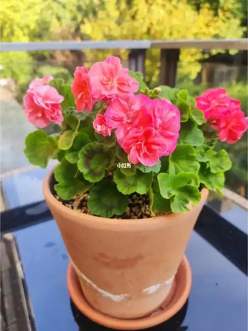 就喜欢这种长不大的品种,不嫌我家房子小#天竺葵  #天竺葵怎么养