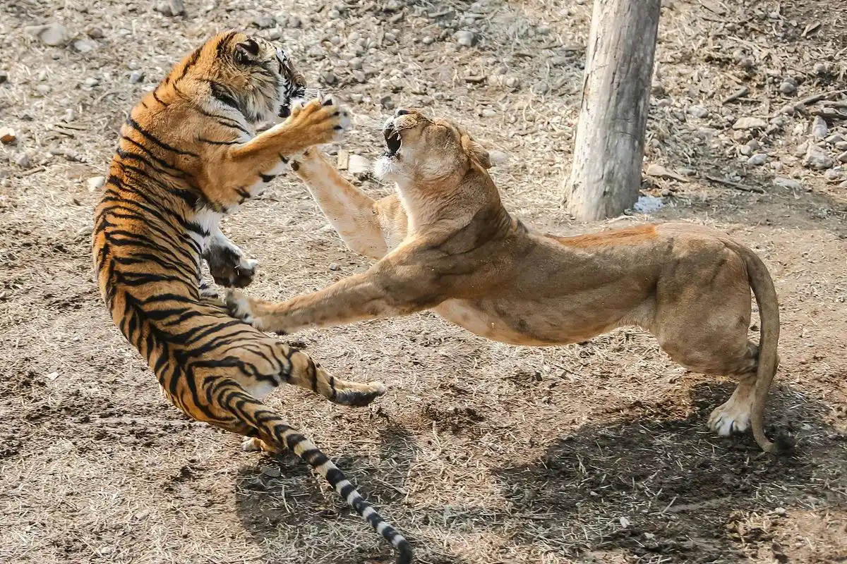 老虎和狮子的战斗力谁更牛掰? 论单挑的话,显然是老虎更胜一筹.
