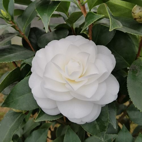 白玉丹茶花盆栽树苗花卉纯白色山茶带花苞室内外阳台福建龙岩绿植