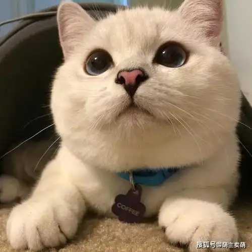 呆萌可爱的英短银渐层喵星人图集