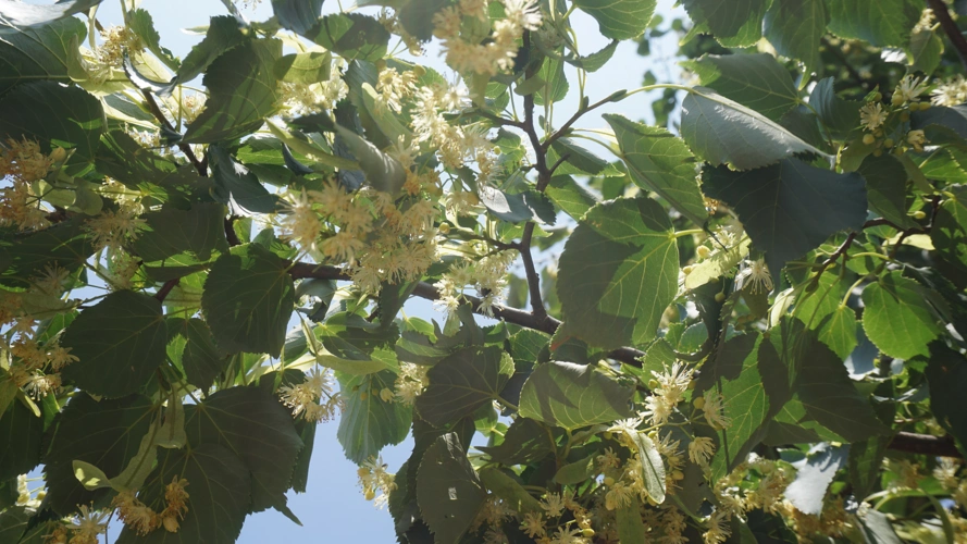 采风忽闻花香闻香四处寻觅原来是椴树开花了