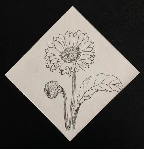 黑白花绘|非洲菊