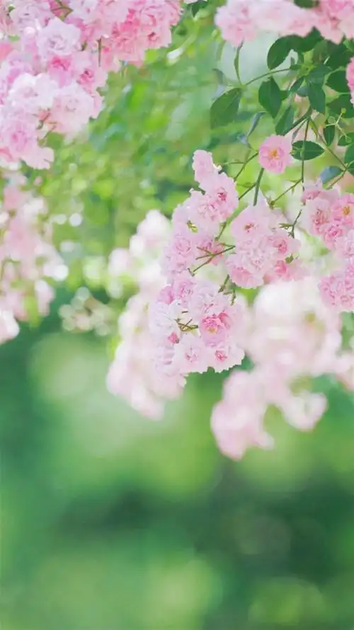 日系小清新唯美风景