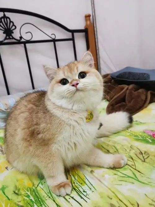 坐标广州,长毛血,七个月大,打算再等几个月配种#长毛金渐层  #广州