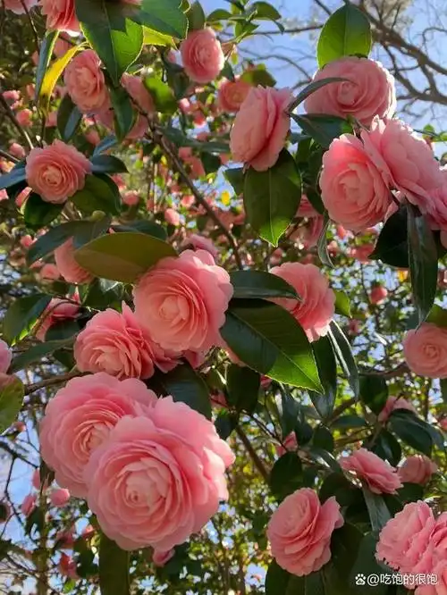 山茶花——独具魅力的冬季花卉