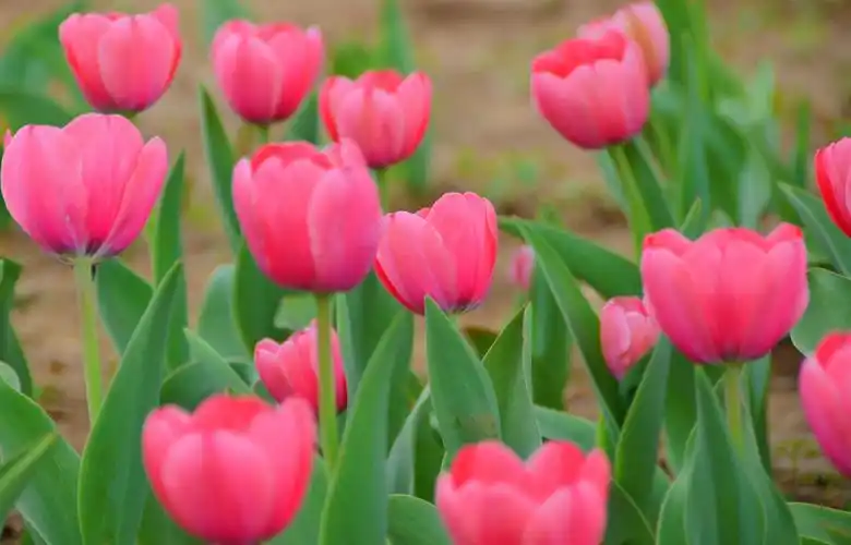 粉色郁金香花,原创拍摄