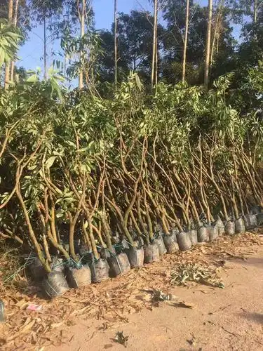 南宁荔枝芒果苗 荔枝芒果苗批发 荔枝芒果苗基地直发_其他果树苗木