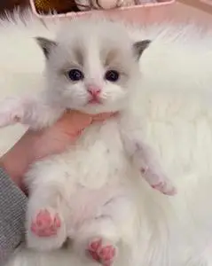 纯种布偶猫海双布偶幼猫蓝双重点色仙女猫小猫咪活物宠物猫幼崽