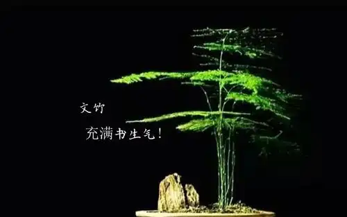 清新文竹的花语