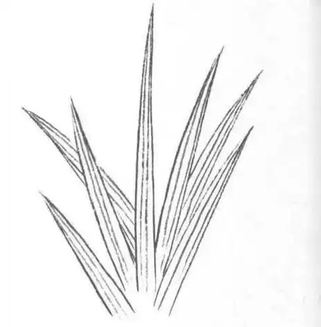 书画联盟丨工笔画叶子大全