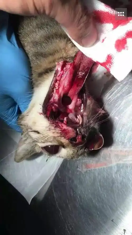 紧急求助车祸重伤孕猫生死攸关望你伸出援助之手