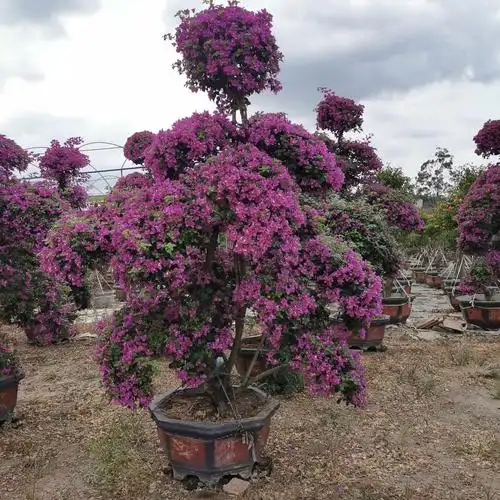 紫色造型三角梅