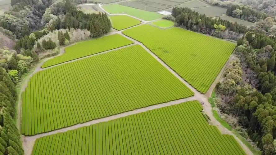 【搬运】农业生产:日本茶园绿茶种植,采摘,加工过程
