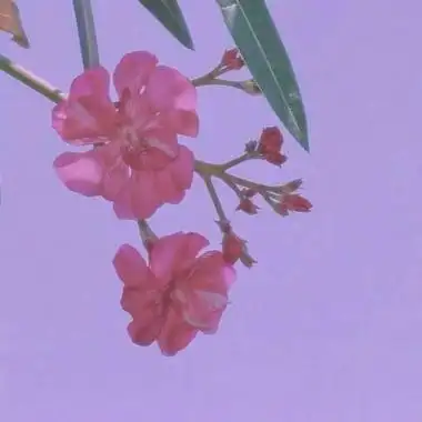 老人头像高清图片适合50岁60岁老人的微信头像图