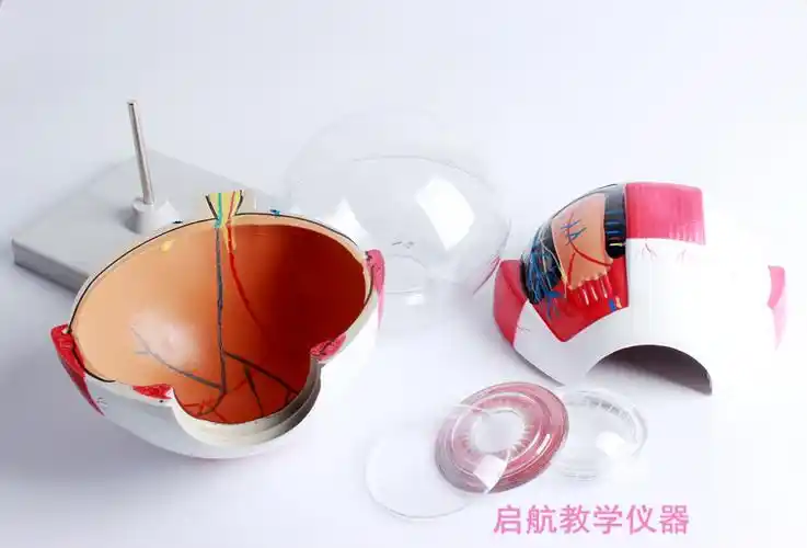 眼球模型可拆卸 眼球解剖放大模型 6倍眼睛构造模型眼科眼眶