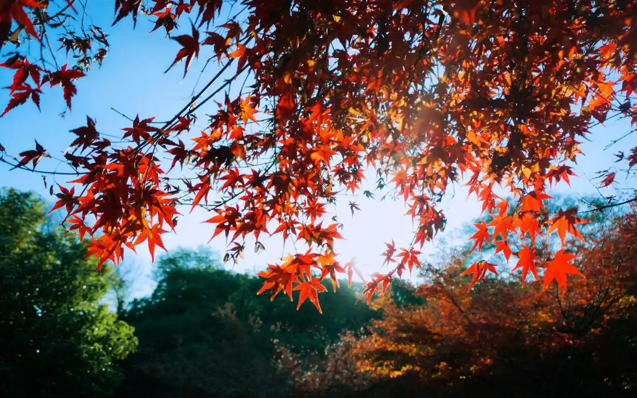 唯美深秋枫红秋叶高清桌面壁纸
