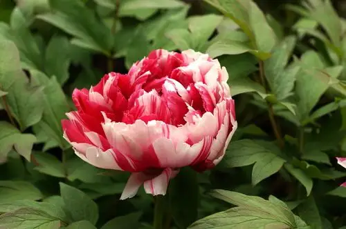 迷人的七彩牡丹