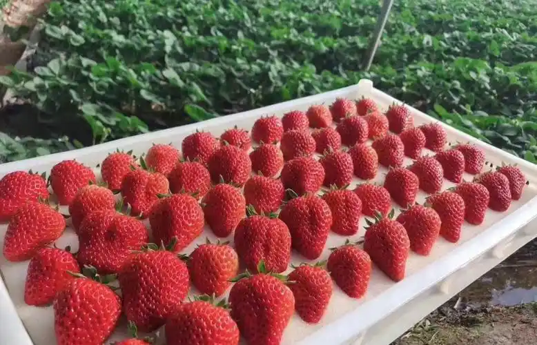 你吃过正宗的丹东99草莓吗