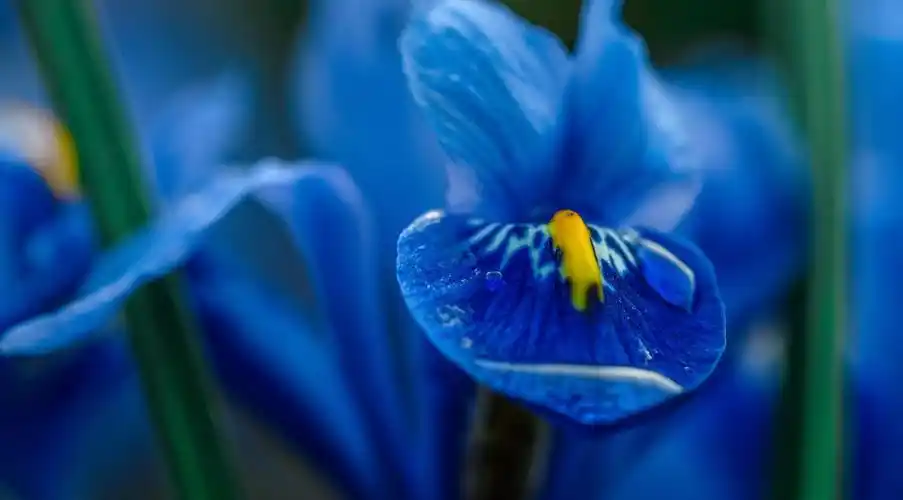 蓝色鸢尾花图片