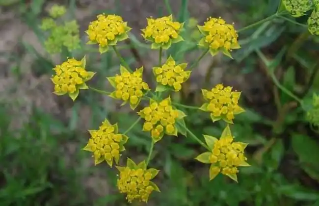 柴胡种植视频技术