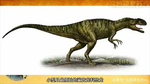 早期鲨齿龙科里的新猎龙,来源我个人视频