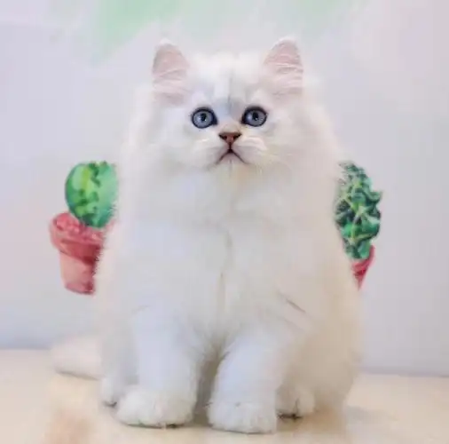 银色金吉拉弟弟找新家,坐标清远