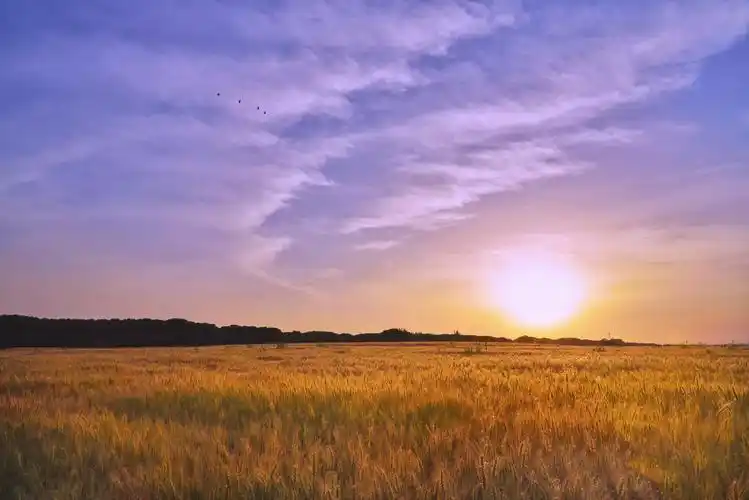 金色麦田,丰收的希望