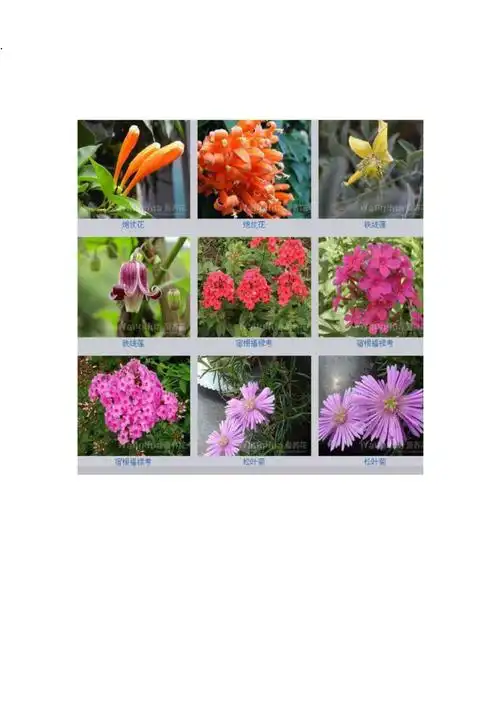 各种花的名称及图片