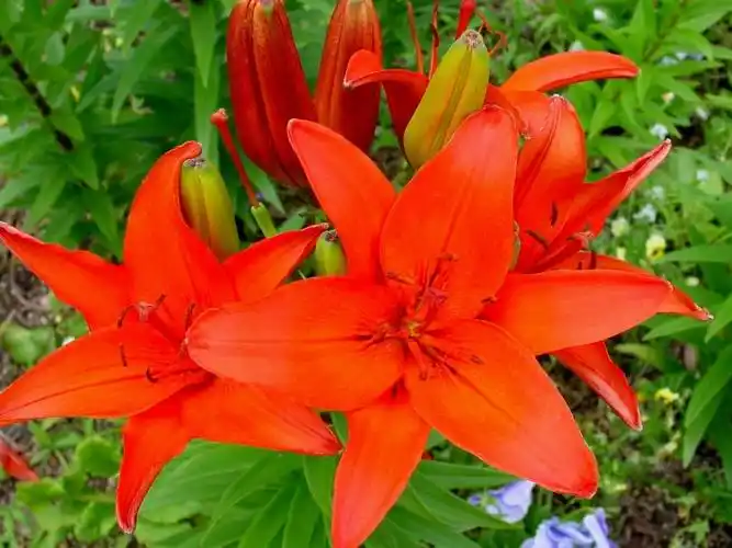 『普通』主题: [梁晨散文随笔]:无言之美