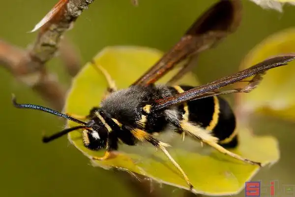飞蛾百科图片_品种大全_饲养繁殖_雌雄鉴别_sbike