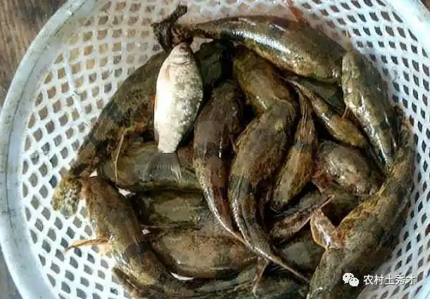 俗称"趴地虎",儿时常见的小河鱼,过去没人吃,如今贵到吃不起|野生鱼