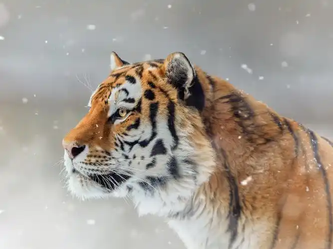 老虎侧视图野生动物雪冬天