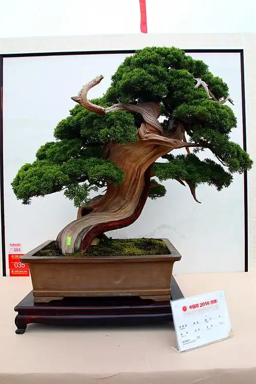 【原创】中国尊2014(余姚)中国盆景收藏家藏品国家大展(四)