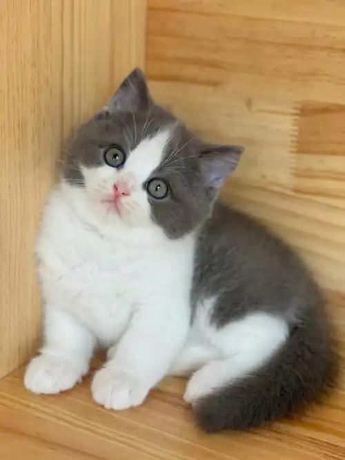 极品血统英短蓝白妹妹