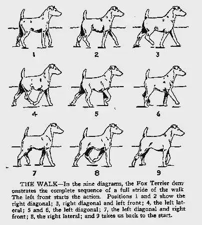 slynyrd像素画教程:8帧小狗行走动画