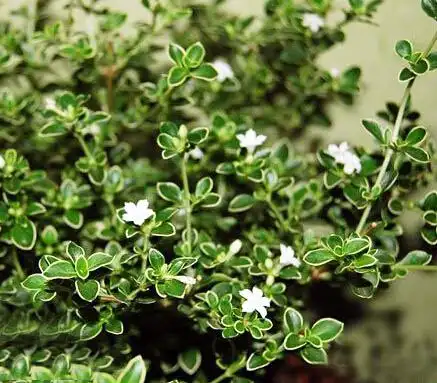 六月雪的药用价值