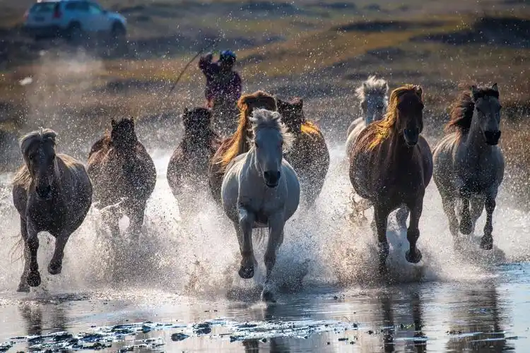 草原上奔跑的马群