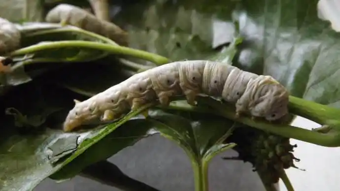 由蚕感染"白僵病"而形成的药材僵蚕,何时能否重回高峰?