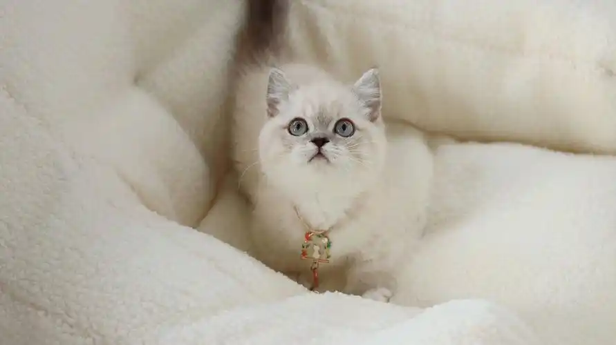 山猫纹金点矮脚