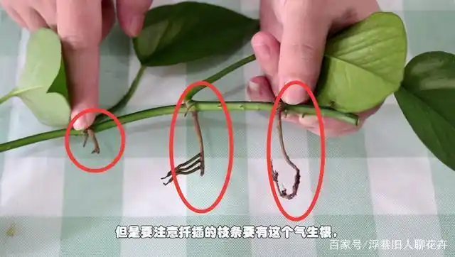 养护绿萝要学会扦插,一根枝条就能扦插一盆,生根快成活率高