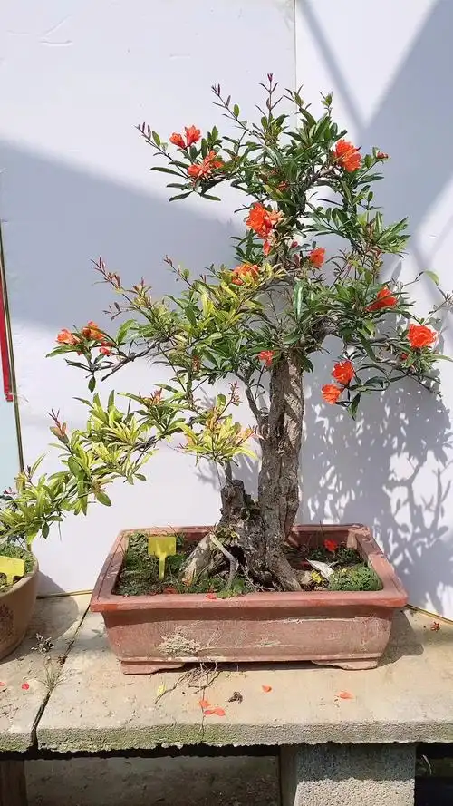 大红袍石榴盆景大红袍石榴盆景明天分享花卉盆景喜欢的关注我