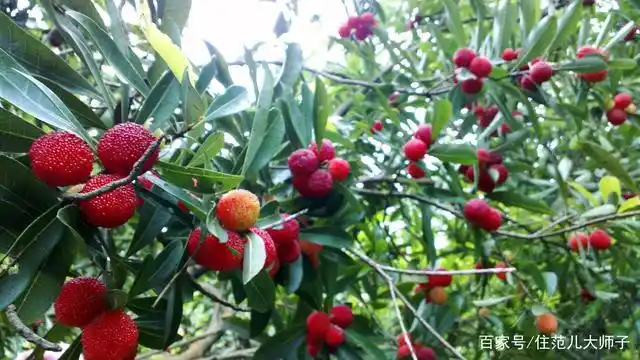 杨梅成熟果实 举报/反馈